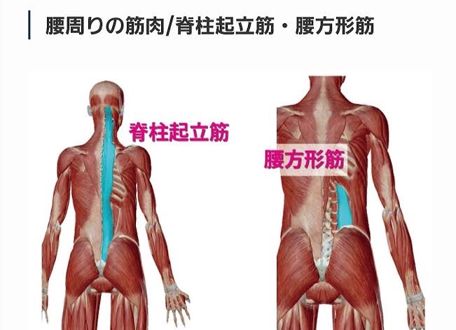 腰痛の原因になりやすい脊柱起立筋と腰方形筋